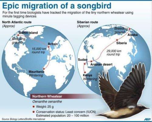 Epic migration of a songbird
