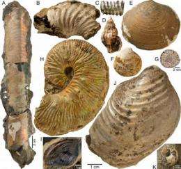 Ammonites found mini oases at ancient methane seeps