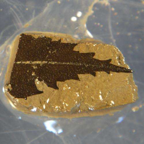 'Time-capsule' Japanese lake sediment will improve radiocarbon dating