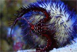 Escalating arms race: Predatory sea urchins drive evolution