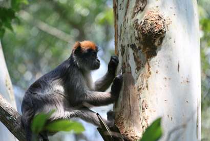 Estrogenic plants linked to altered hormones, possible behavior changes in monkeys