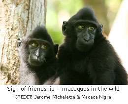 Evolutionary psychologists find macaques more likely influenced by friends than family