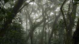 Trees influence epiphyte and invertebrate communities