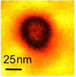 Experiments prove nanoscale metallic conductivity in ferroelectrics