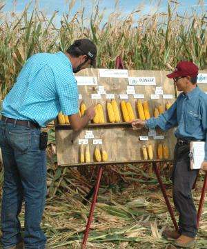Expert: Drought-tolerant corn advances beginning to show