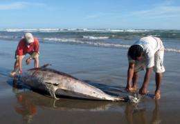 Experts measure a dead dolphin on a beach on the northern coast of Peru, close to Chiclayo on April 11