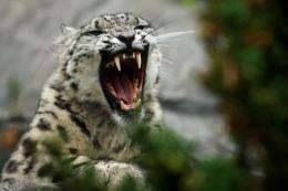 Experts say snow leopards could lose 40% of their hunting grounds by the end of the century