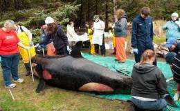 Experts sleuth out what killed Puget Sound orca (AP)