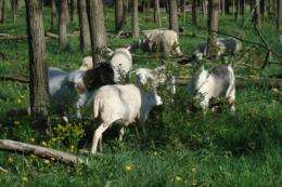 Experts suggest grazing cows, sheep, ducks in forests