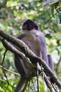 'Extinct' monkey rediscovered in Borneo by new expedition