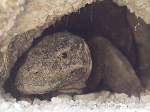 Extreme 'housework' cuts the life span of female Komodo Dragons