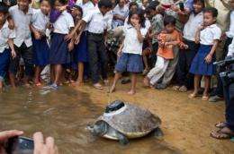 Extremely rare turtle released into the wild