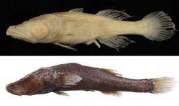 Eyeless Australian fish have closest relatives in Madagascar