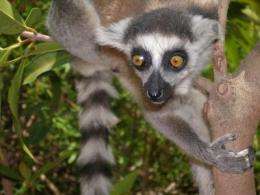 Factors behind past lemur species extinctions put surviving species in 'ecological retreat'