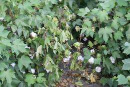 Failed soybean disease leads to treatment for century-old cotton root rot disease