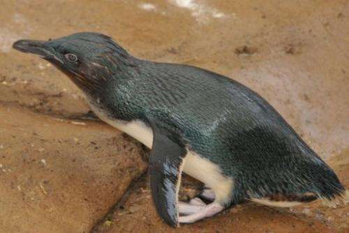 Fairy penguins mate for life and Dirk has been returned to his mate Peaches after being stolen from a marine park