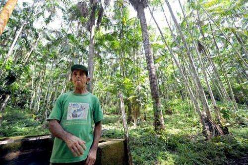 Farmer Manoel Jose Leite in an area reforested with acai trees in Anapu in the northern Brazilian state of Para
