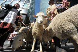 Farmers and their sheep parade along Park Avenue during an event for Zynga's FarmVille game, in New York in 2011