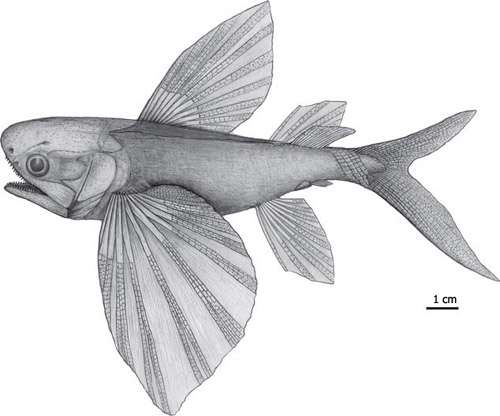 Father of flying fish found in China, palaeontologists say