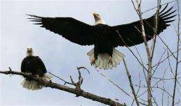 Feds say Wyo. tribe's bald eagle permit a first (AP)