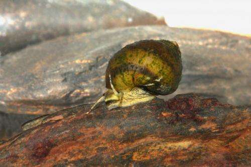 Snail believed extinct found in Cahaba River by student