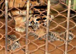 Fewer than 400 Sumatran tigers are left in the wild