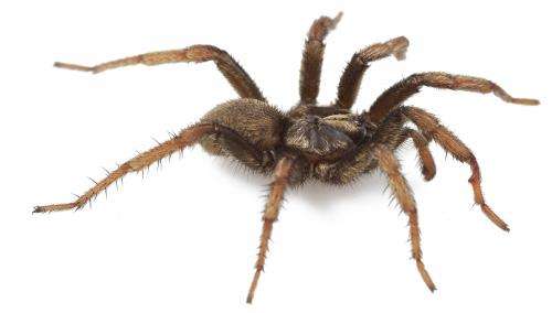 33 new trapdoor spider species discovered in the American southwest