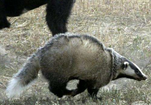 File picture of a badger being chased by a dog during training for a traditional hunt in Kyrgyzstan