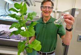 Fill 'Er up with tobacco? Berkeley lab-led team explores new path to biofuels