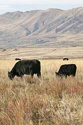 Finding new forages for rangeland cattle