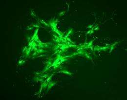 Finnish researchers' discover new blood-vessel-generating cell with therapeutic potential