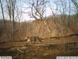 First camera trap photos of rare leopard in China