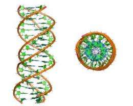 First description of a triple DNA helix in a vacuum