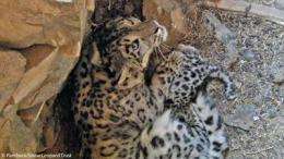 First ever videos of snow leopard mother and cubs in dens recorded in Mongolia