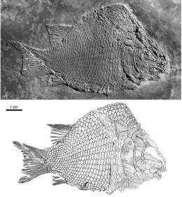 First-known ginglymodian fish found from the middle triassic of Eastern Yunnan Province, China 