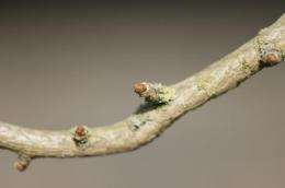 First model of how buds grow into leaves