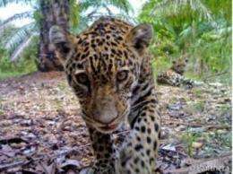 First photos ever of jaguars in Colombian oil palm plantation taken with Panthera's camera traps