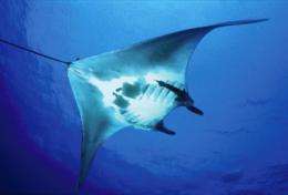 First satellite tag study for manta rays reveals habits and hidden journeys of ocean giants