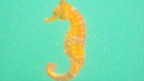 First video footage of unstudied West African seahorse released