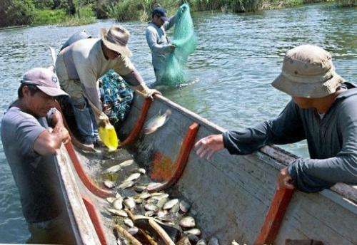 Fishermen at Lago Izabal, 280 km east of Guatamala count the fish they have trapped in one day's work in 2002