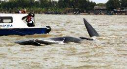 Fishermen found the 11-metre whale in waters near the beach in Muara Gembong Sunday evening