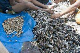 Fishermen shell mussels on a beach near Rabat