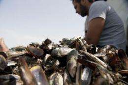 Fishermen sort mussels