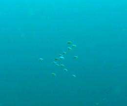 Fish larvae find the reef by orienting: The earlier the better