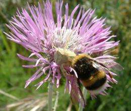 Flight of the bumblebee decoded by mathematicians