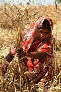 Fluctuations in wheat yields in India have also been attributed by farmers to temperature