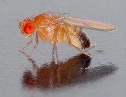 Fly genomes show natural selection and return to Africa