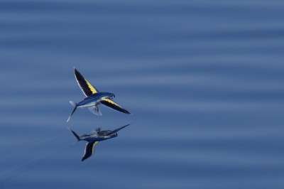 Flying fish a fascinating sight