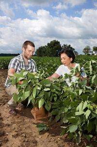 Focusing on flood-tolerant soybeans