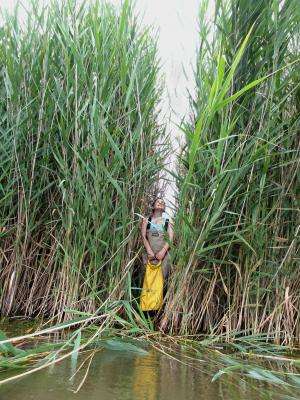 Following Phragmites home: Satellite data helps map the spread of an invasive reed